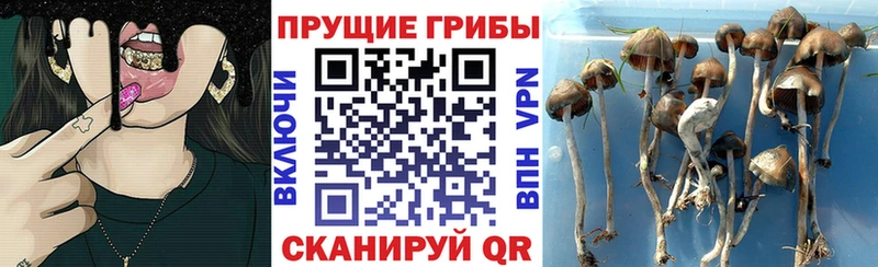 Купить закладки Фатеж Галлюциногенные грибы MAGIC MUSHROOMS